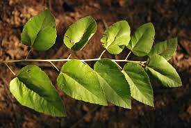 Image result for Guazuma