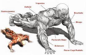 How to get a bigger chest without wei. How To Get Bigger Arms With Push Ups Fitness And Power Get Bigger Arms Push Up Bigger Arms