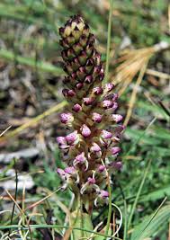 Image result for Disa fragrans