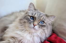 When mats develop, they reduce airflow to the cat's skin which can lead to irritation and even do older cats get matted fur more often? How To Deal With Matted Cat Hair Everhart Veterinary Medicine