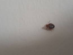 Check spelling or type a new query. Mon Temoignage Punaise De Lit A Paris 11ieme Antipunaises Fr