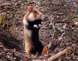 European Hamster Wikipedia