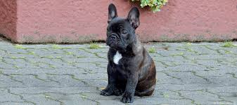 Includes details of puppies for sale from registered ankc breeders. Internationaler Klub Fur Franzosische Bulldoggen E V Ikfb About Us