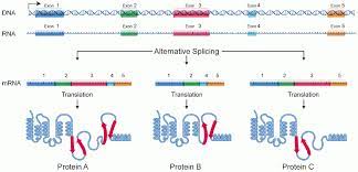 Splicing in trna is catalyzed by three enzymes. Alternative Splicing Wikipedia