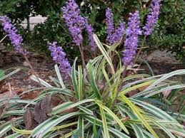 Image result for Lily Turf