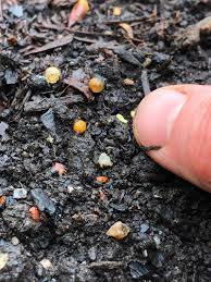Can't find anything about it, could it be eggs of some sort of beetle? Are These Slug Eggs Nibblers Forum At Permies