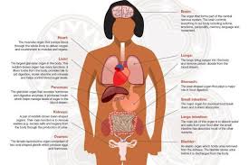 Health Dept Withdraws Inaccurate Anatomy Posters Human Body Anatomy Body Anatomy Human Body Organs