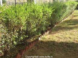 Henna Plant Mehendi Plant Plants Of Rajasthan Desert Plants Goranti