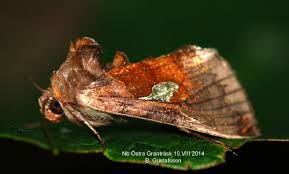 Image result for Autographa bractea