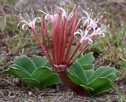 Image result for Ammocharis tinneana