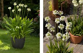 Full sun to partial shade: Ornithogalum The Must Have Garden Plant You Didn T Know About Farmer Gracy S Blog