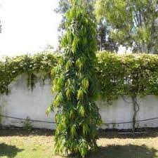 How ashoka is effective for various diseases is listed in repertory format. Ashok Plant At Rs 299 9 Plant Ashoka Tree Id 20827019312