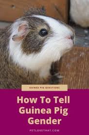 To be certain, we'll need to consult our veterinarian. Guinea Pig Health