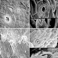 Image result for Stomatostemma pendulina