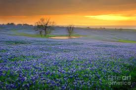 Sunset Field Of Bluebonnets Field Of Dreams Texas Sunset Texas Bluebonnet Wildflowers Landscape Texas Bluebonnets Art Texas Sunset Sunset Art