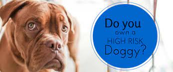 If you have one of the dog breeds that homeowners insurance won't cover, then it may be time to find a policy that does. High Risk Homeowners Insurance Insurance For Dogs Marine Agency