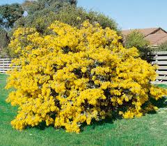 There are 166 acacia baileyana for sale on etsy, and they cost $10.98 on average. Acacia Cootamundra Wattle 6 Pot Hello Hello Plants Garden Supplies