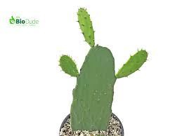 These are covered in large spines though. Buy 6 Pot Opuntia Cactus Prickly Pear At The Bio Dude For Only 19 95