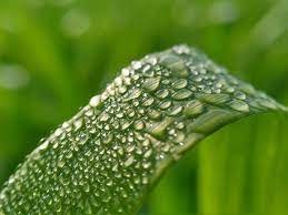 Water Dew Drop On Grass Nature Backgrounds Grass Blurred Background