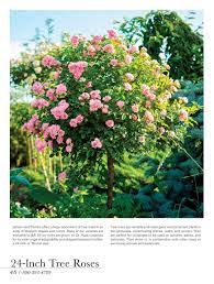 Check spelling or type a new query. Jackson Perkins 2021 J P Spring Catalog Sugar Plum 36 Inch Tree Rose