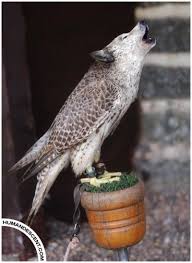 Top 10 Coolest Photoshopped Animal Pics Cute N Tiny Photoshopped Animals Funny Animals Animals