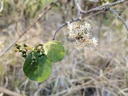 Image result for Ehretia cymosa