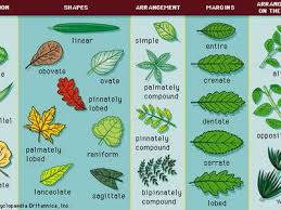 Check spelling or type a new query. Morphology Definition Examples Britannica