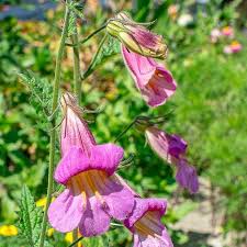 Maybe you would like to learn more about one of these? Chinese Foxglove
