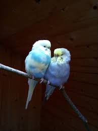 Pin By On Parkieten Budgerigar Parakeet Animals