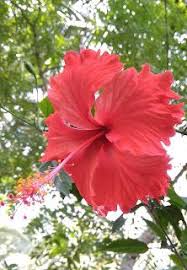 Visualize World Health Benefits Of Hibiscus Flower Hibiscus Flower Drawing Hibiscus Tree Hibiscus Flowers