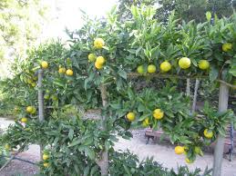 Espalier is the horticultural and ancient agricultural practice of controlling woody plant growth for the production of fruit, by pruning and tying branches to a frame, frequently in formal patterns, flat against a structure such as a wall, fence, or trellis. Espaliered Fruit Trees Programmed Property Services