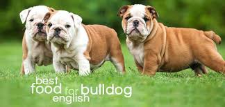 English bulldogs are unique, even amongst bulldogs. What Is The Best Dog Food For English Bulldogs Daily Dog Stuff