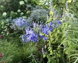 Image result for Agapanthus campanulatus