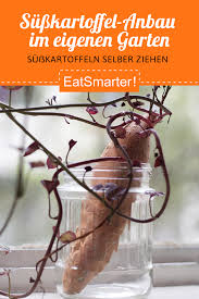 Susskartoffel Anbau Im Eigenen Garten In 2020 Susskartoffeln Pflanzen Susskartoffeln Anbauen Garten
