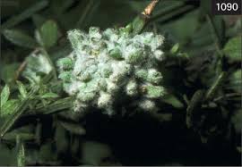 Image result for Dolichos linearifolius