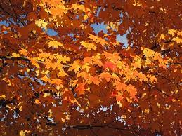Maybe you would like to learn more about one of these? Tree Profiles Sugar Maple Cultivars Part 1 Iron Tree Tree Knowledge Base