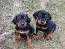 Image result for sedmihradský honič