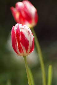 Sweet Tulips Flowers Amazing Flowers Flowers