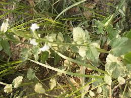 Image result for Buchnera leptostachya