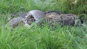 Watch First-Ever Video of Python Swallowing Hyena