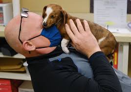 There are many chihuahua breeders in toledo but not all of them can answer your questions about how to buy chihuahua puppies in ohio. Toledo Animal Rescue Raising Funds For Pup S Eye Surgery The Blade