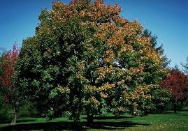 It does best in moist, well drained soils, but also tolerates dry soils; Decidious And Shade Trees Trees On The Move Inc