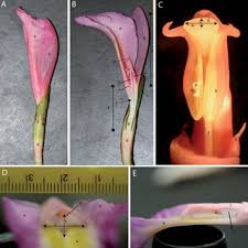 Image result for Aframomum mala