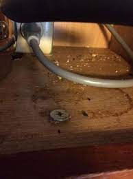 Mouse droppings in the kitchen. Mouse Droppings In Kitchen Cabinets Picture Of Deer Creek Lodge And Conference Center Mount Sterling Tripadvisor