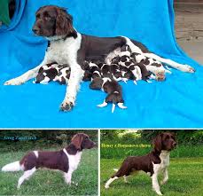 Image result for Malý münsterlandský ohař