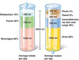 This is when you might experience side effects. How Much Water Does A Person Lose In A Day Through Breathing Quora