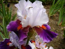 Iris Plant Iris Garden Iris Flowers Plants