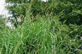 Image result for Cenchrus purpureus