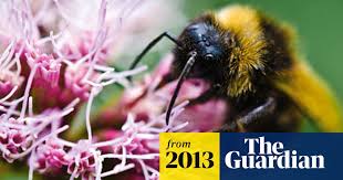 Maybe you would like to learn more about one of these? Imported Bumblebees Pose Risk To Uk S Wild And Honeybee Population Study Bees The Guardian