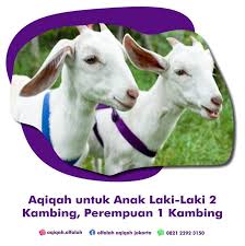 Hewan dengan kriteria yang serupa dengan hewan. Aqiqah Untuk Anak Laki Laki 2 Kambing Perempuan 1 Kambing